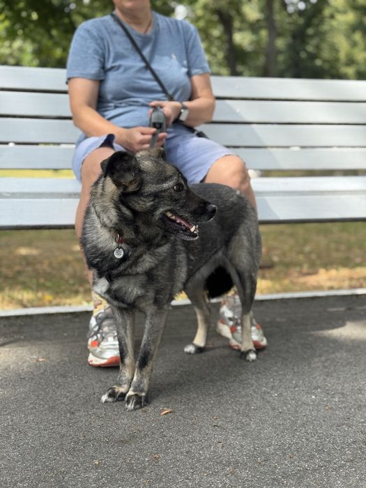 Собака 12 кг спокійний характер безкоштовно