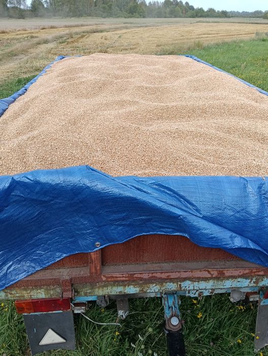 Sprzedam przenice ozimą Chewinion