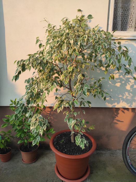 Вазон берізка висота 1.65 метра!
Продам бо займає багато місця !