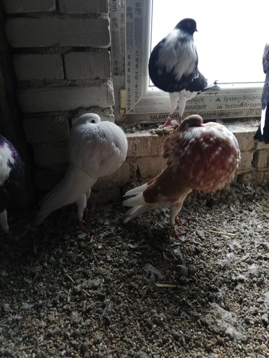 Garlacz garlacze z Norwich