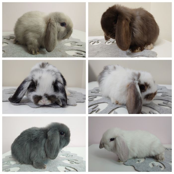 Króliki Mini -Lop