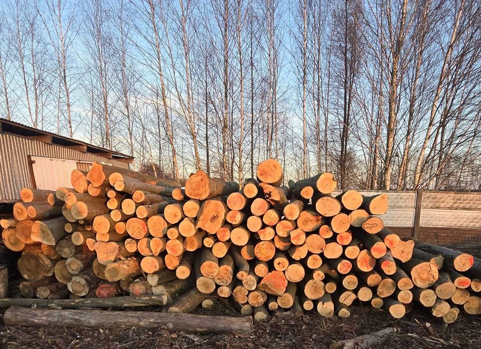 DĄB, BUK, GRAB, BRZOZA - piękne drewno opałowe kominkowe, 2,5m OKAZJA!