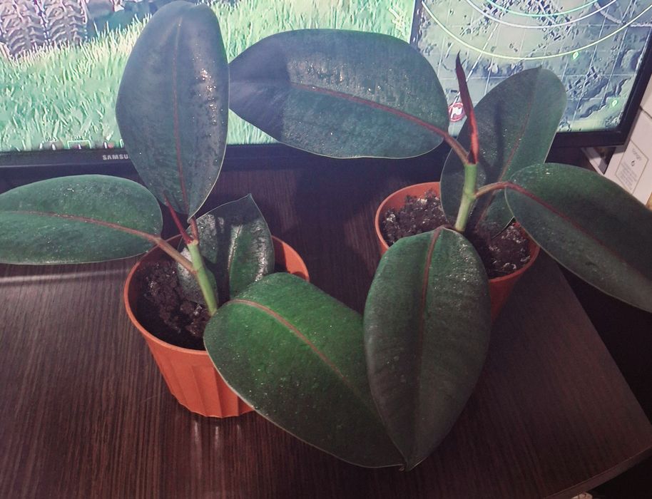 Фікус ,дуже бистро росте.