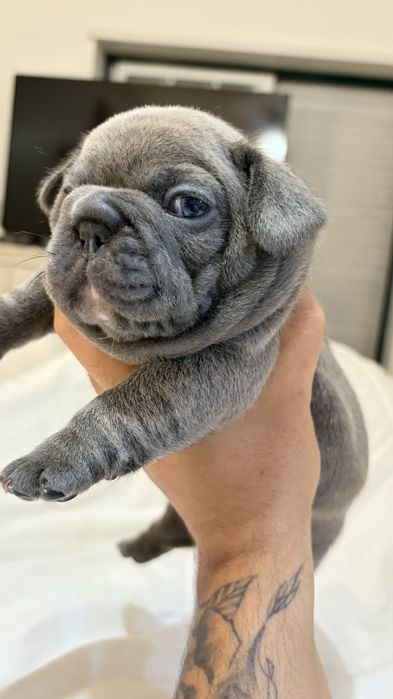 Bulldog francês blue