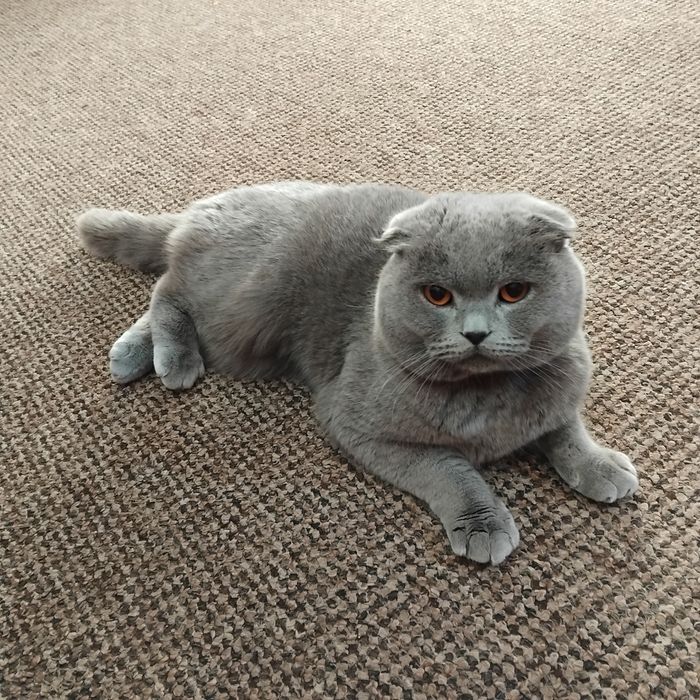 Кіт висловухий для вязки