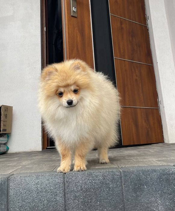 Szpic miniaturowy Pomeranian – rudo-sobolowy chłopczyk