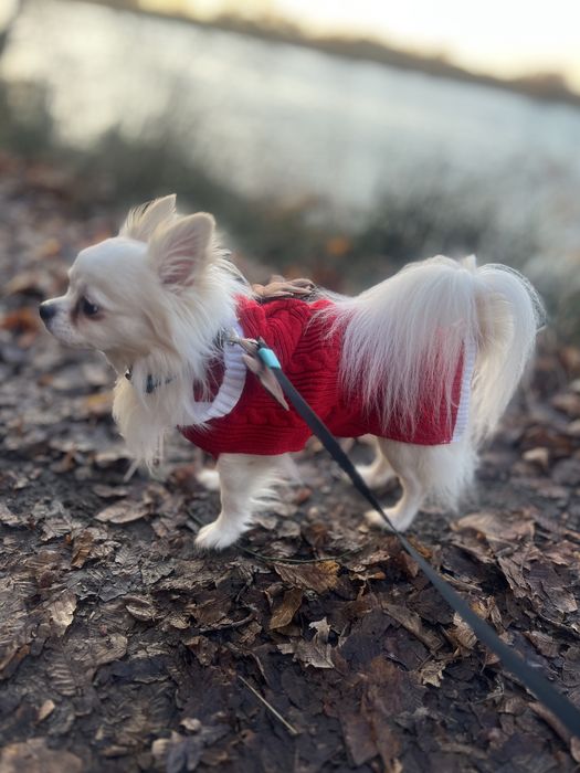 Chihuahua suczka  bialo beżowa  FCI/zkwp