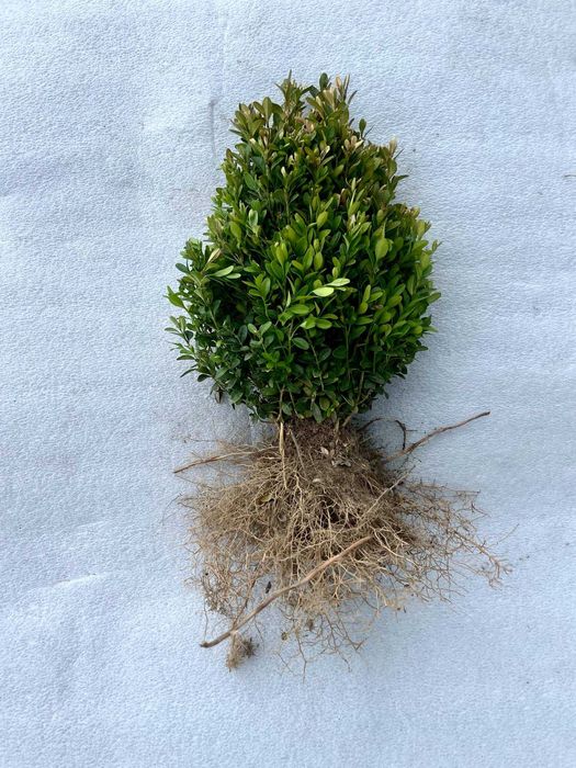 bukszpan, bukszpany 15-25 cm pakiet 50 szt
