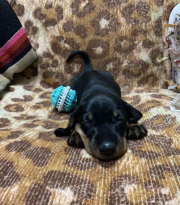 Карликові таксята