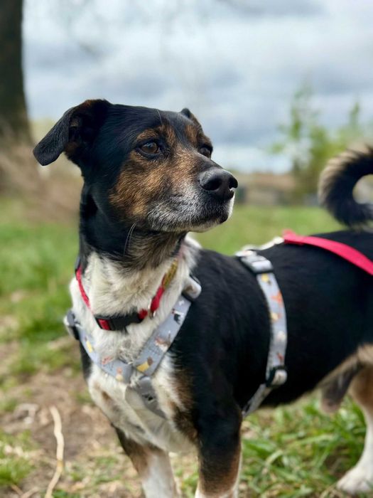 Malutki Gucio do adopcji