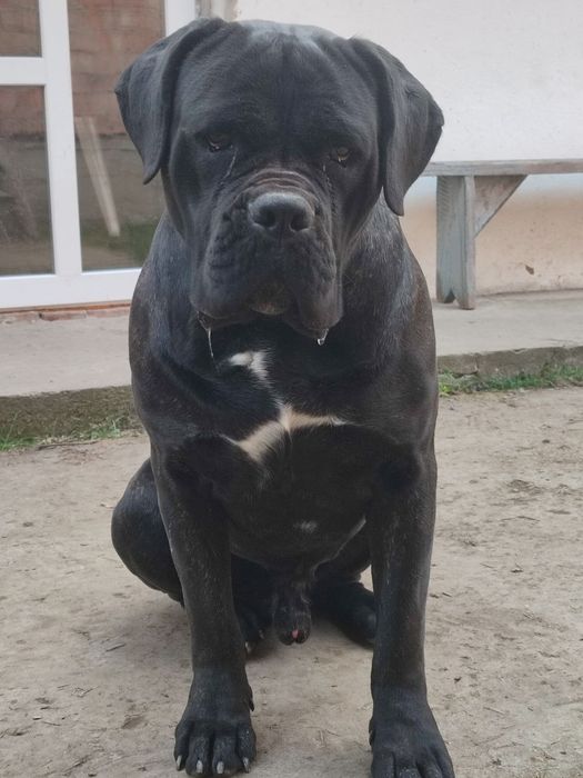 Кане Корсо в'язка