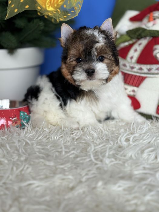 Бівер терʼєр хлопчик КСУ