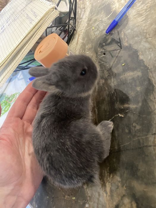 Декоративні кролики міні нідерландські мікро