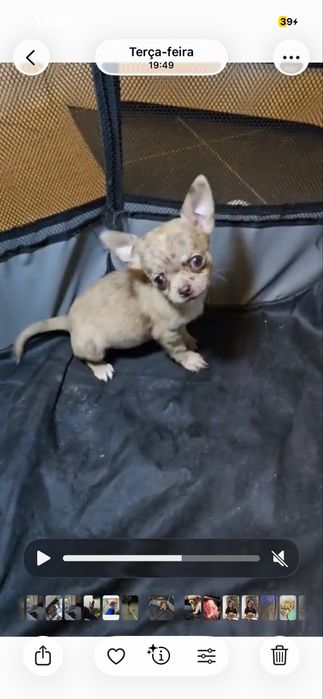 Chihuahua red merle femea