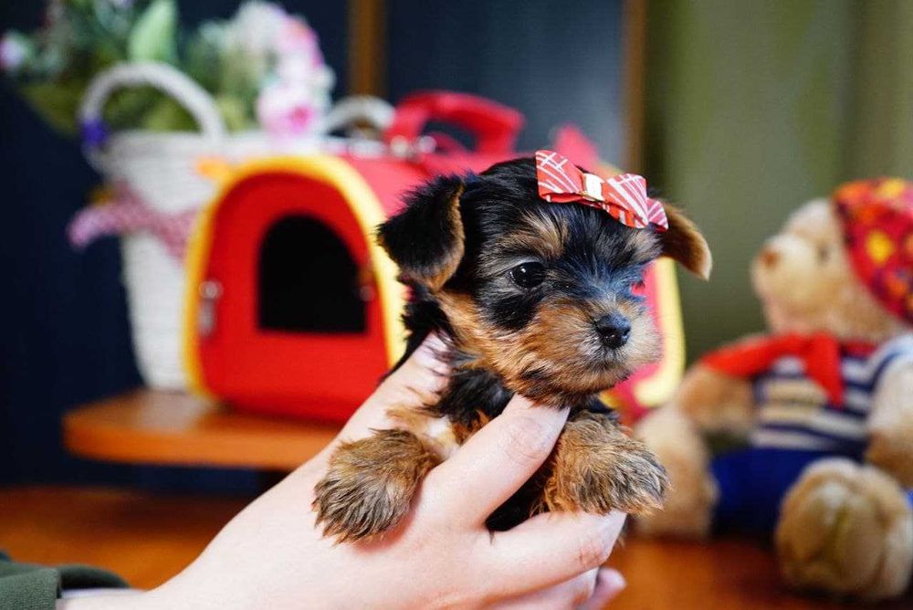 Шикарні пупсики йорки