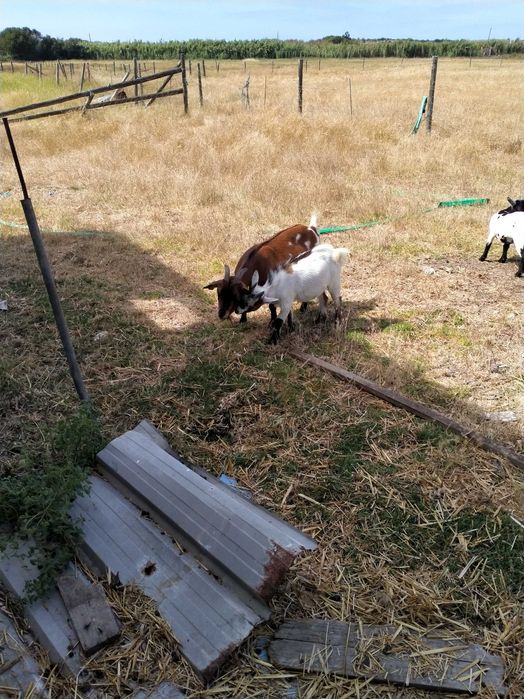 Cabrito micro anao