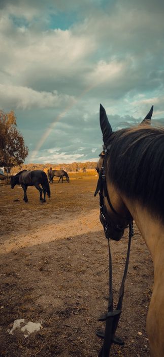 Koń do dzierżawy