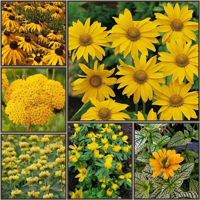 Zestaw bylin o żółtych kwiatach