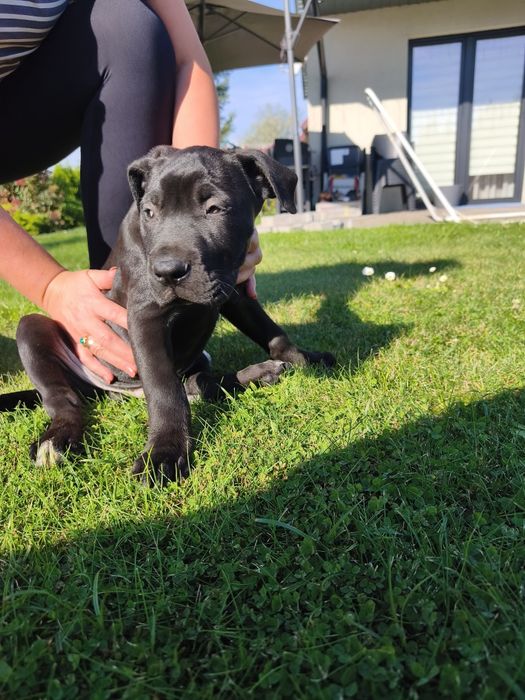 Cane Corso piękny piesek