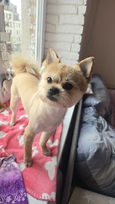 Шукаю дівчинку для вязки