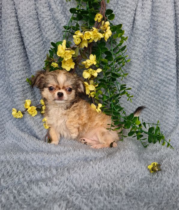 Excelente super mini menina pelo comprido Chihuahua/Chiuaua de Qualidade, Linhagem Russa