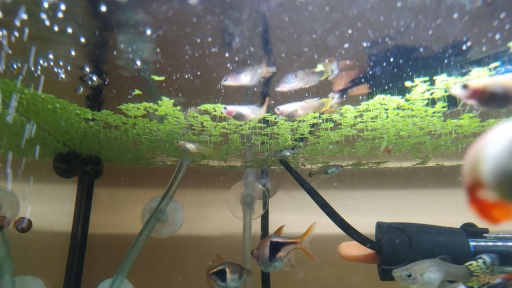 Lemna Minor - planta de aquário