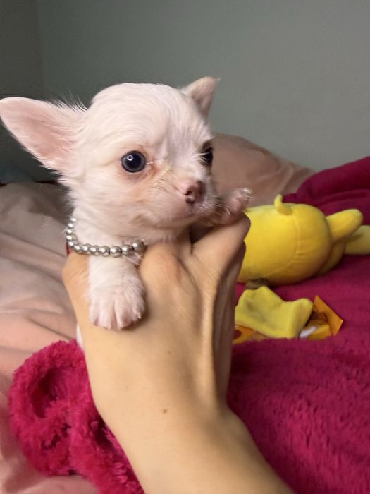 Білий МІНІ хлопчик красунчик