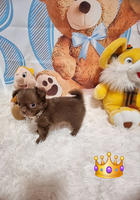 chihuahua macho chocolate de pêlo comprido c Pedigree e afixo