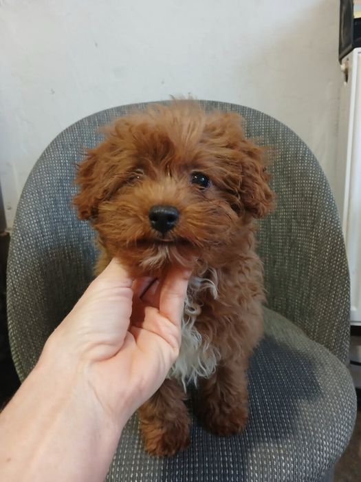 Maltipoo samiec aktualne