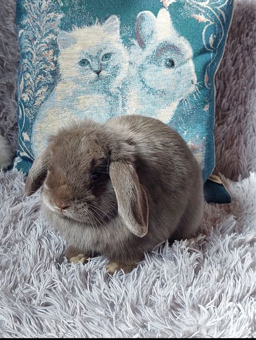 У Києві! Вивідок NHD, Нідерландський карликовий висловухий кролик