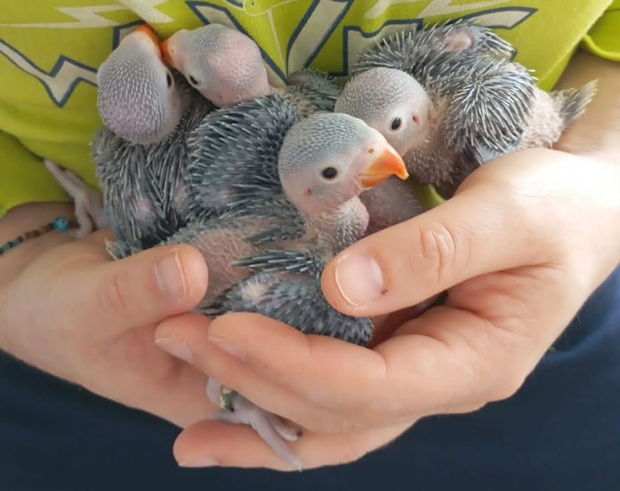 Ring neks para criar a mão