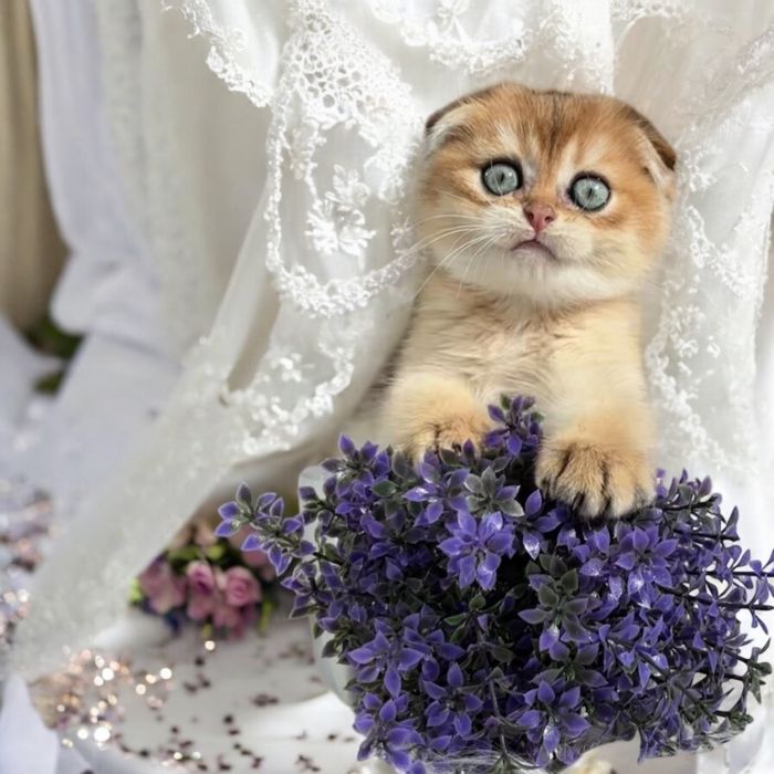 Хлопчик 1,5 місяці . Шотландське кошенятко.