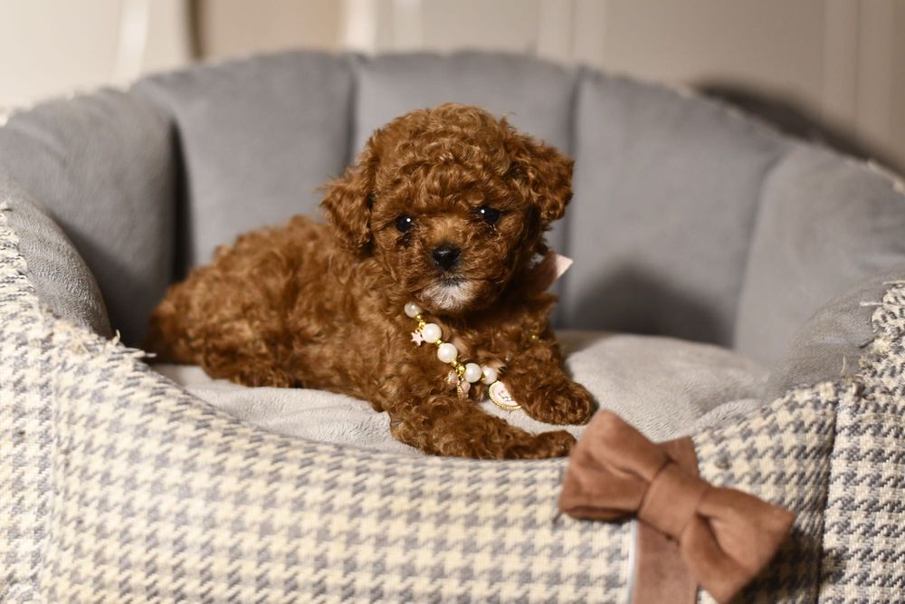 Pudel Teacup wyjątkowa dziewczynka RED BROWN CHINESE LINE XXS