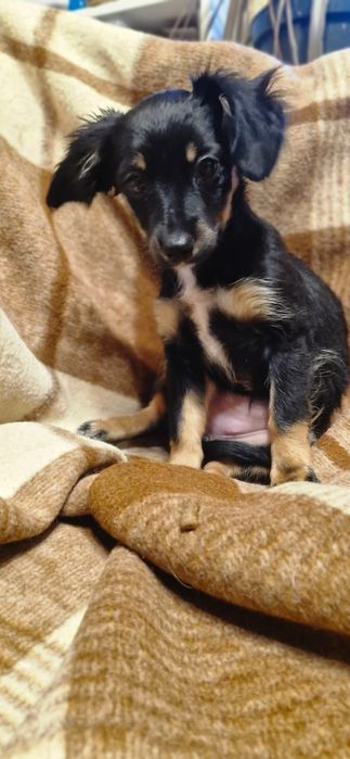 Pieski suczki do adopcji szczeniaki