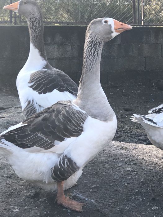 Ovos de pata cairina moschata.