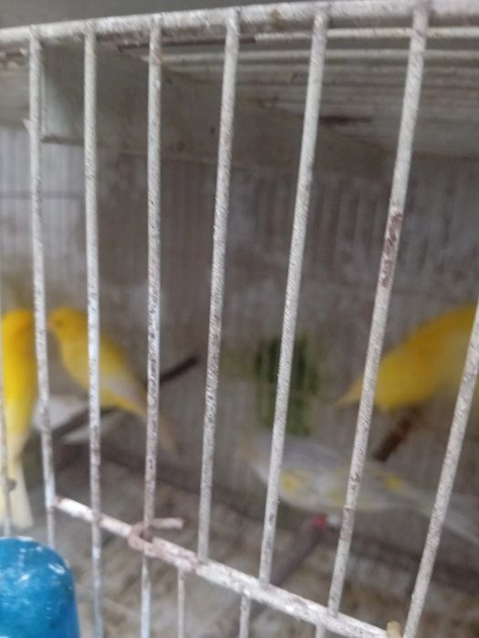 Tenho alguns canarios