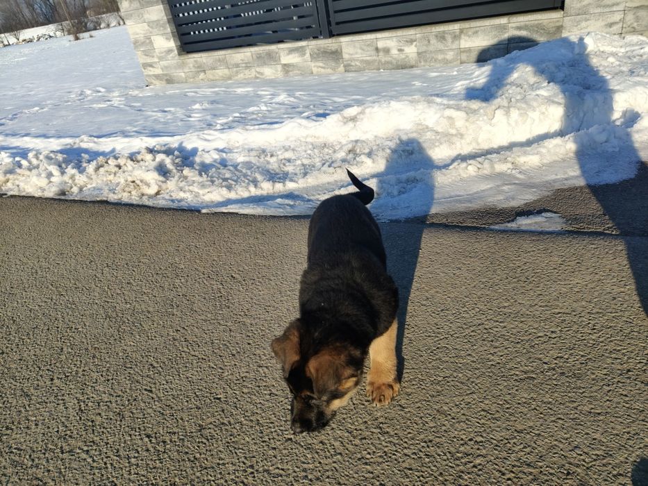 Owczarek niemiecki krótkowłosy