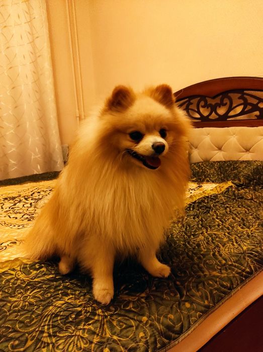 Индивидуальная домашняя передержка собак любых пород