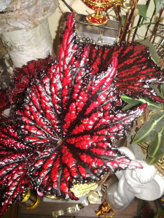 Begonia NoID Red Spider Black Web potwór TOTALNY UNIKAT Monstera