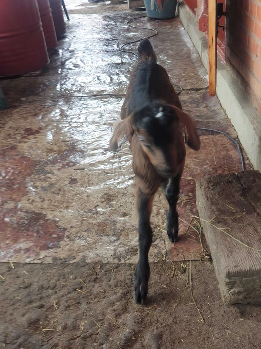 Козлик АН крові 83 % обезрожений 2 місячний  їсть все !