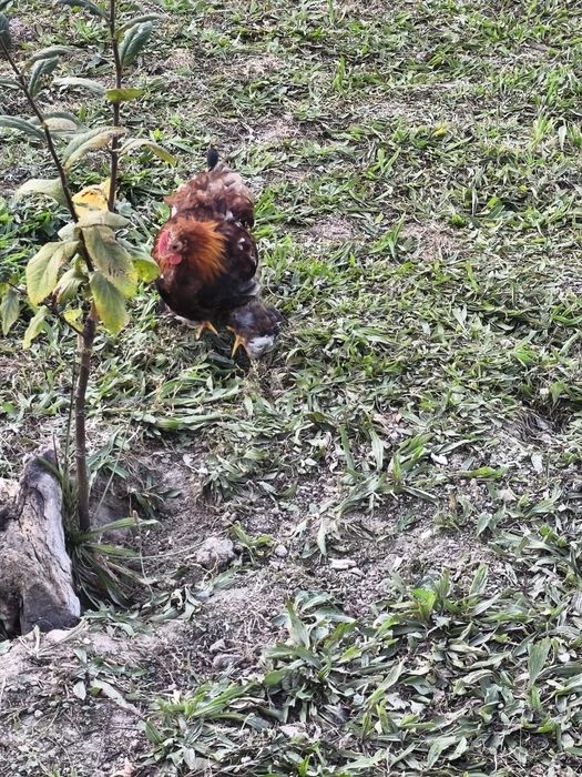 Koguty Czubatka olbrzymia, kochin miniatura,karzełek łapciaty parka