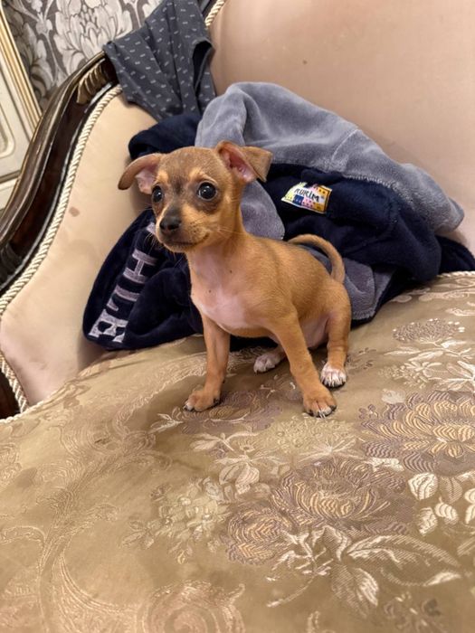 Щенок той терьер мальчик