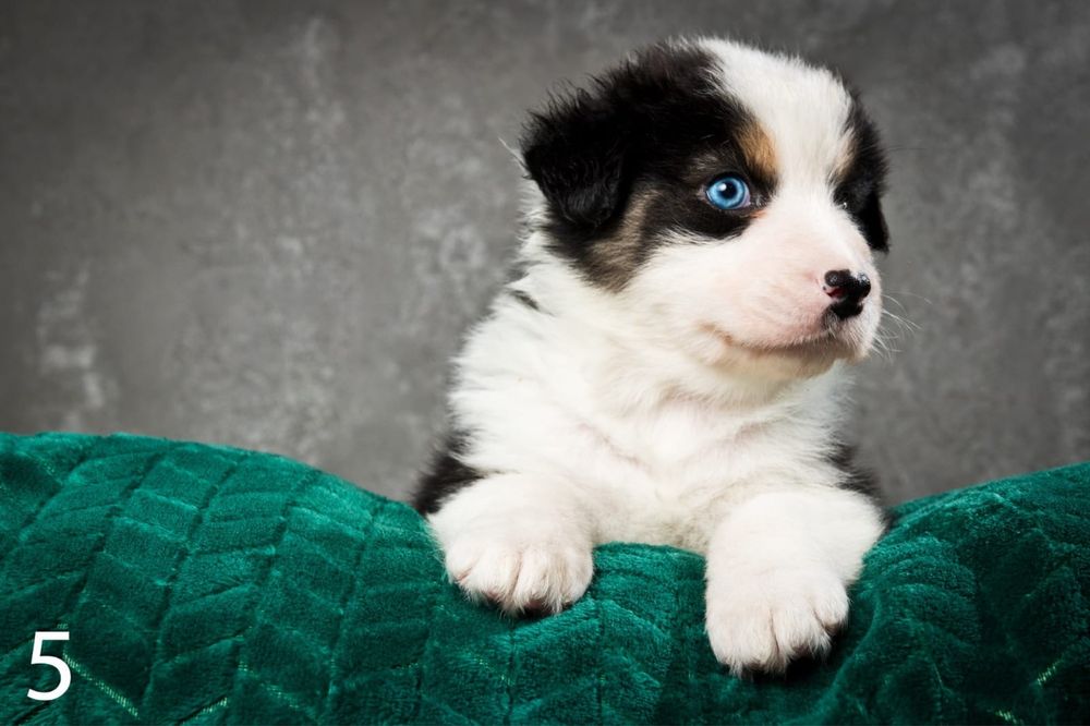 Owczarek australijski - piesek Black Tri