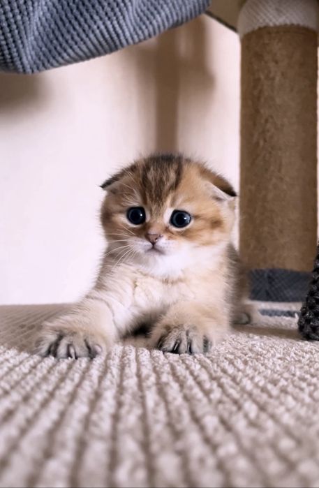 Висловухий чарівний котик