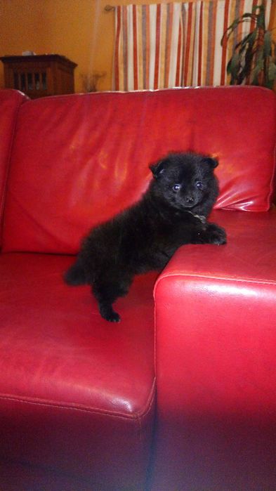 Sptiz Alemão Anão/Lulu da Pomerânia