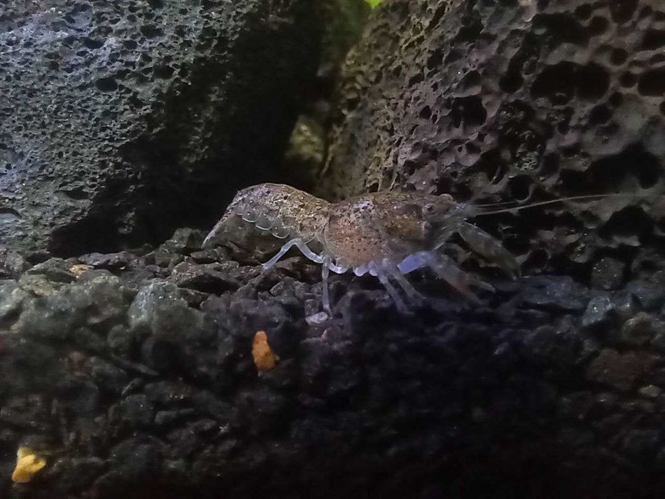 Продам аквариумных креветок всех цветов