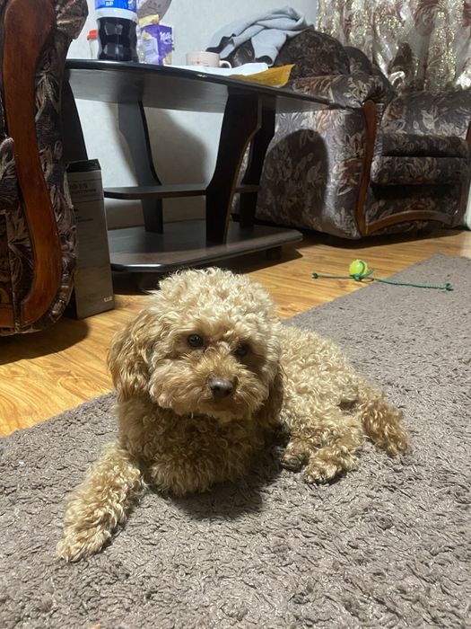 Тойпудель вязка