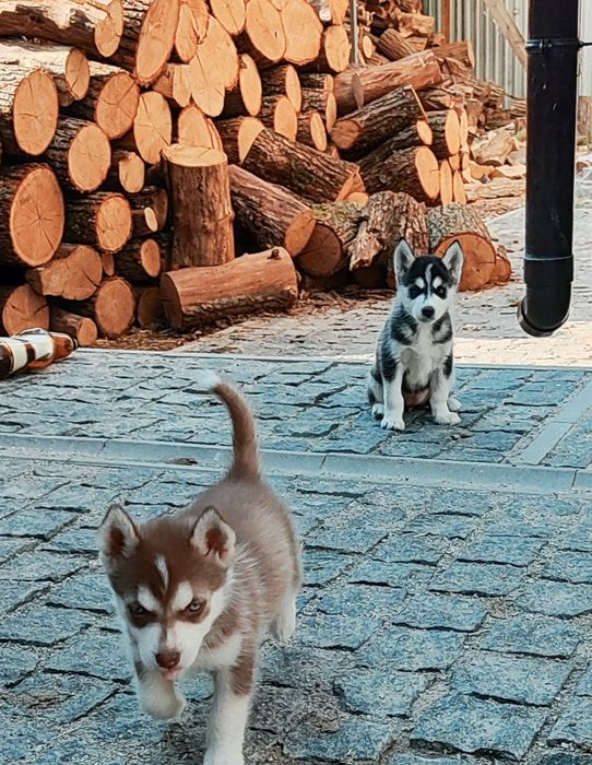 Красунчики! Хаскі