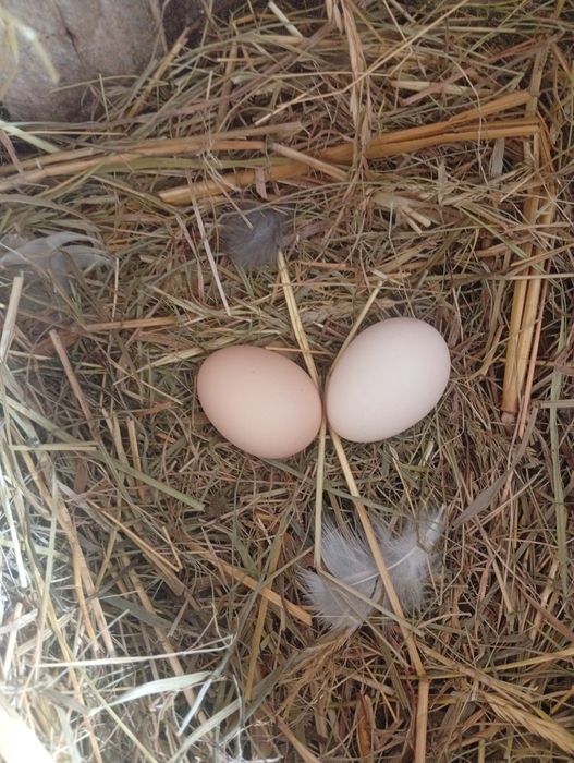 Продається ія бентамок