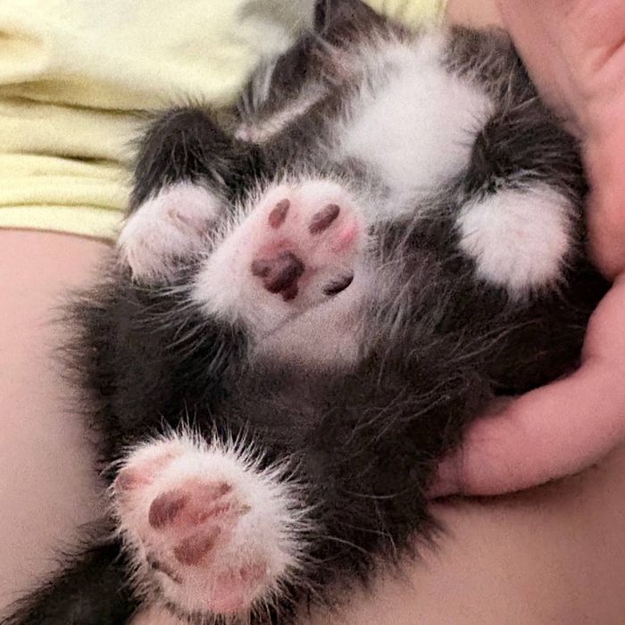 Кошеня ,  дівчинка , 1 місяць і 2 тижні